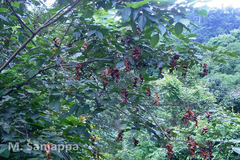 Archidendron clypearia